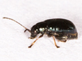 Aphthona nonstriata